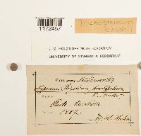 Media resource of Trichosteleum boschii