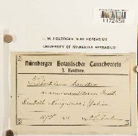 Radulina hamata image