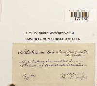 Radulina hamata image