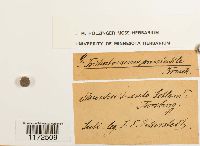 thumbnail image of current specimen