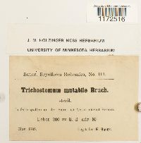 Trichostomum brachydontium image