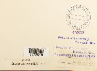 Trichostomum brachydontium image