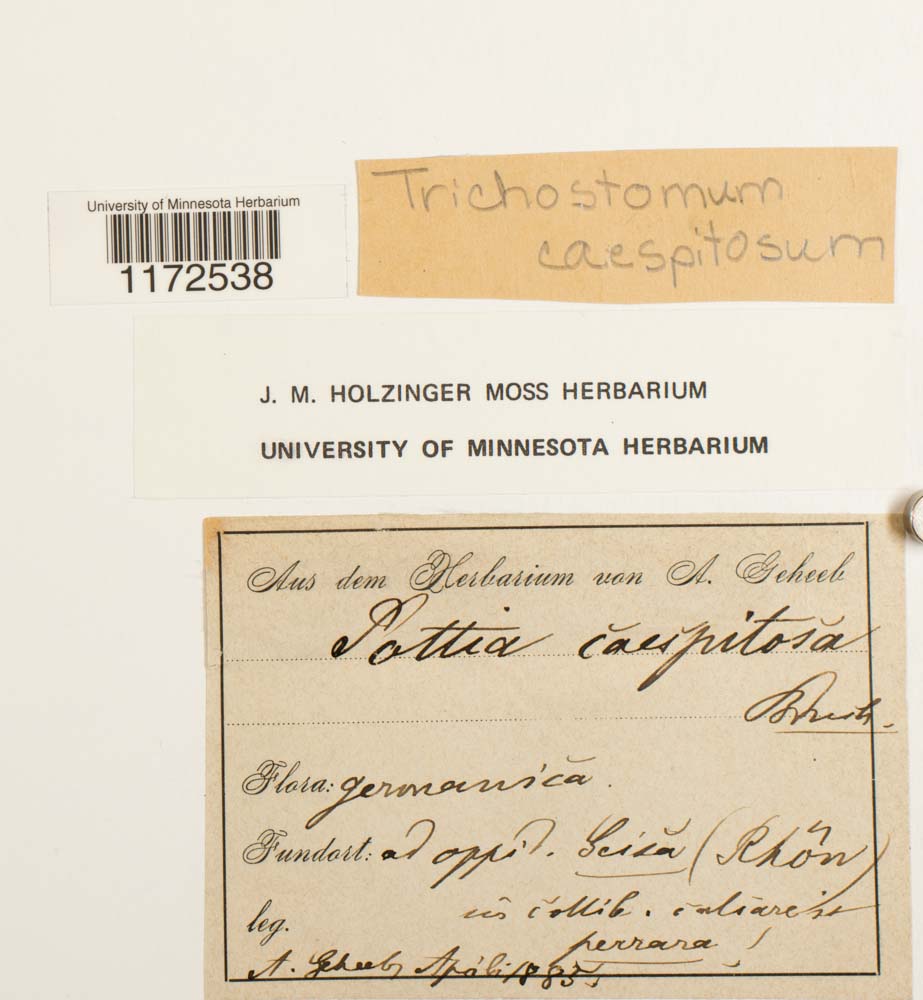 Trichostomum caespitosum image