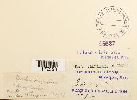 Trichostomum crispulum image