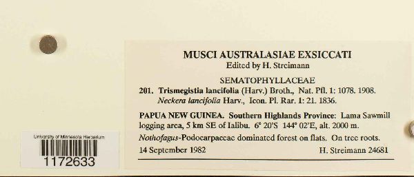 Trismegistia lancifolia image