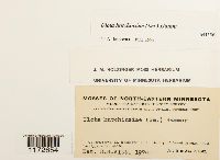 Media resource of Ulota hutchinsiae