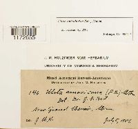 Ulota hutchinsiae image