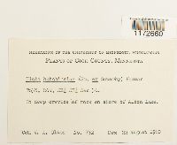 Ulota hutchinsiae image