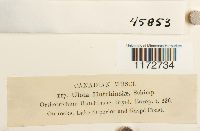 Ulota hutchinsiae image