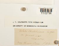 Ulota hutchinsiae image