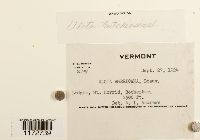 Ulota hutchinsiae image