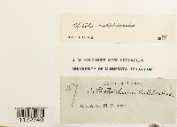 Ulota hutchinsiae image