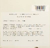 Ulota hutchinsiae image