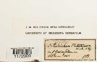 Ulota hutchinsiae image