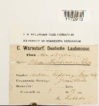 Ulota hutchinsiae image