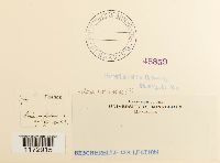 Ulota hutchinsiae image