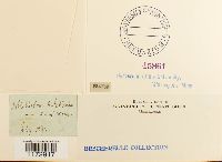 Ulota hutchinsiae image