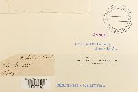 Ulota hutchinsiae image