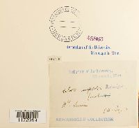 Ulota hutchinsiae image