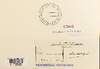 Ulota hutchinsiae image