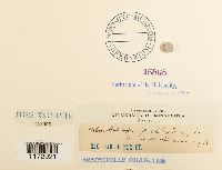 Ulota hutchinsiae image