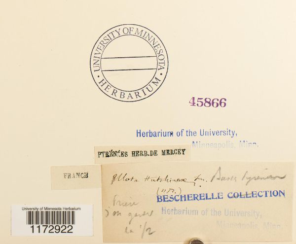 Ulota hutchinsiae image