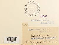 Ulota hutchinsiae image