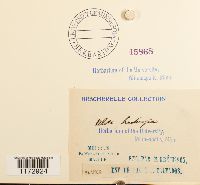 Ulota hutchinsiae image