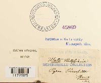 Ulota hutchinsiae image