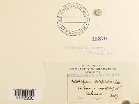 Ulota hutchinsiae image