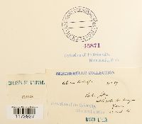 Ulota hutchinsiae image