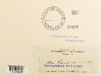 Ulota hutchinsiae image