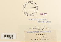 Ulota hutchinsiae image