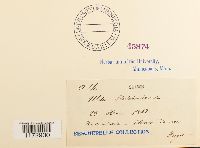 Ulota hutchinsiae image