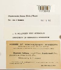 Warnstorfia fluitans image