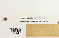 Media resource of Weissia controversa