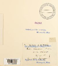 Weissia wimmeriana image