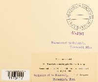 Tortula trachyphylla image