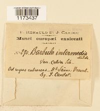 Tortula ruralis image