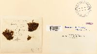 Tortula ruralis image