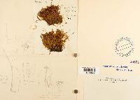 Tortula ruralis image