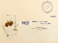 Tortula ruralis image