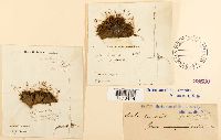 Tortula ruralis image