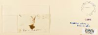 Tortula subulata image