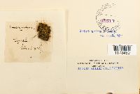 Trematodon ambiguus image