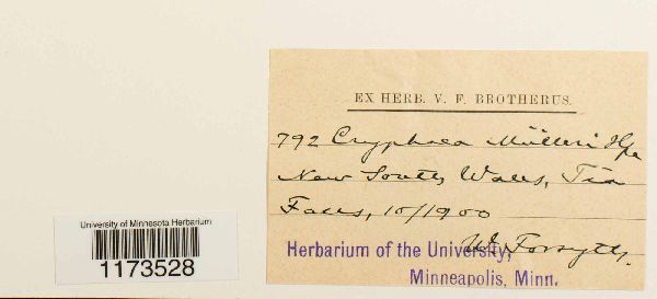 Cryphaea muelleri image