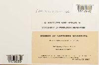 Dichelyma pallescens image