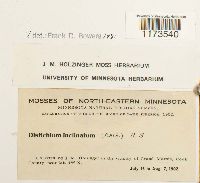 Distichium inclinatum image