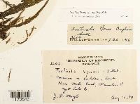 Fontinalis novae-angliae image