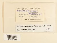 Dicranum flagellare image